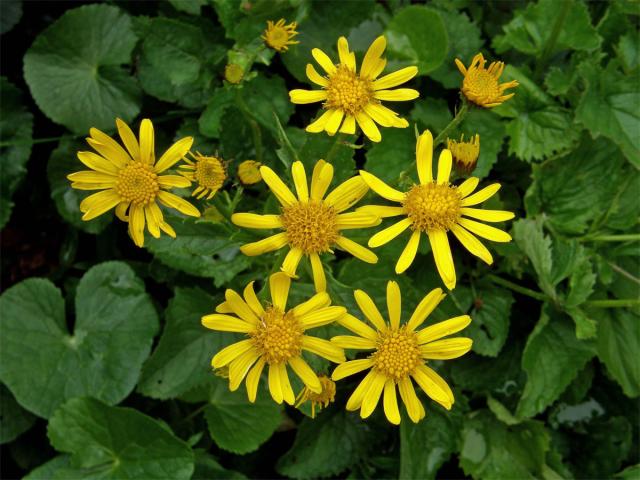 Starček podalpský (Senecio subalpinus Koch)