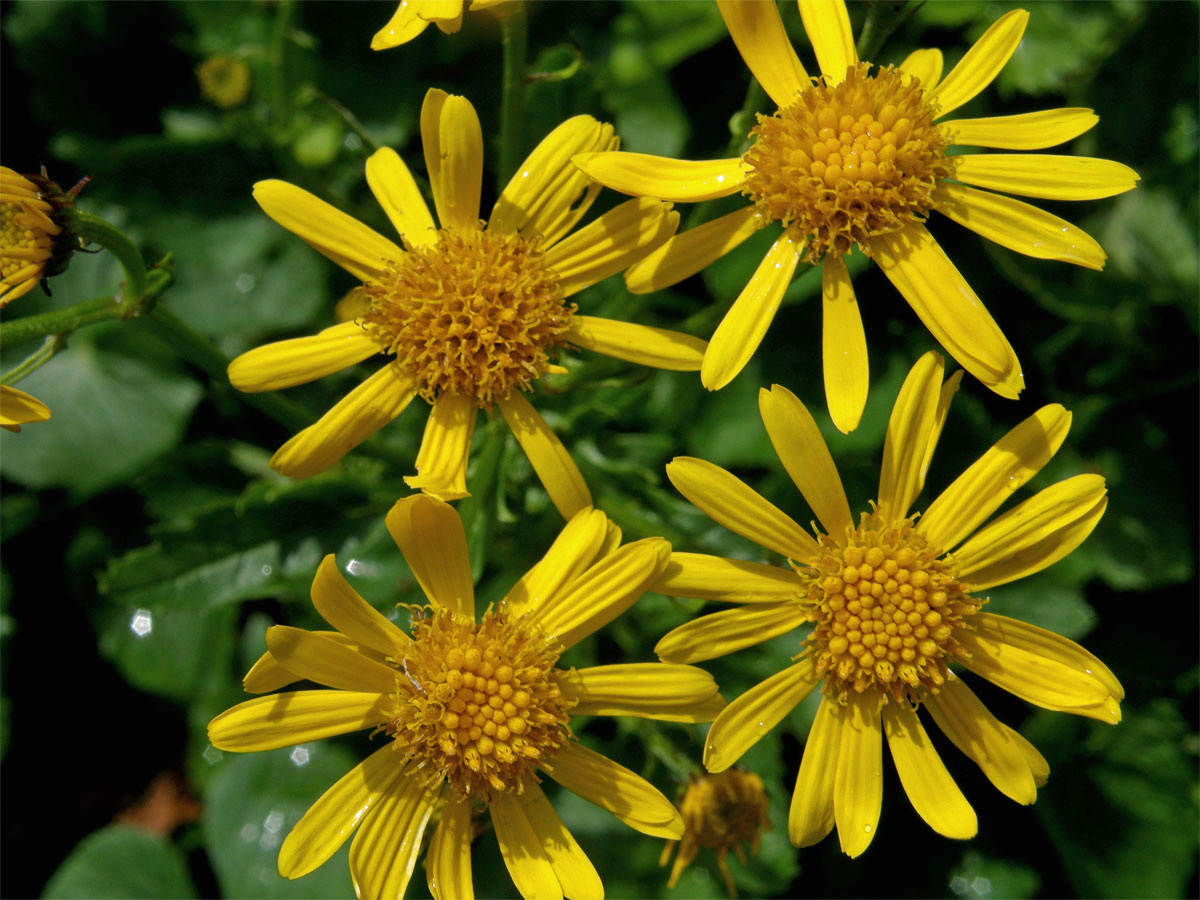 Starček podalpský (Senecio subalpinus Koch)