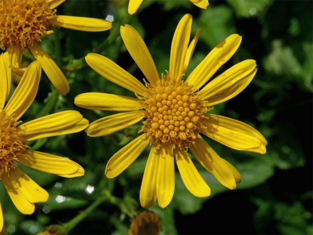 Starček podalpský (Senecio subalpinus Koch)