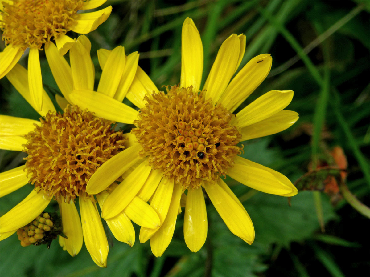 Starček podalpský (Senecio subalpinus Koch)