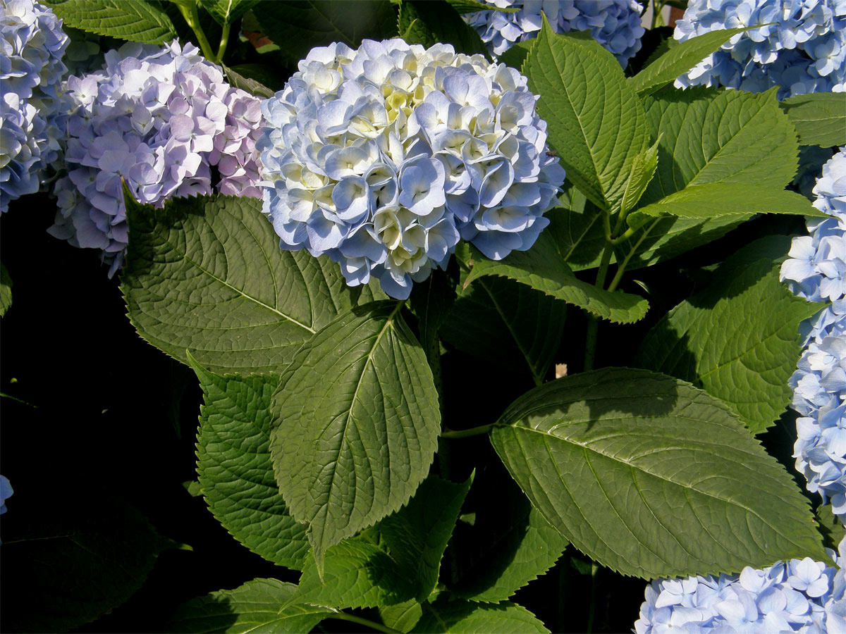 Hortenzie velkolistá (Hydrangea macrophylla (Thumb.) DC.)