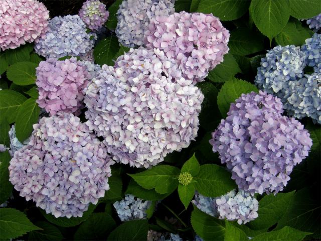 Hortenzie velkolistá (Hydrangea macrophylla (Thumb.) DC.)