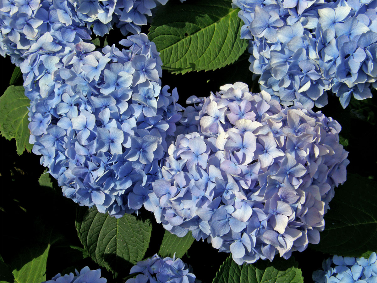 Hortenzie velkolistá (Hydrangea macrophylla (Thumb.) DC.)