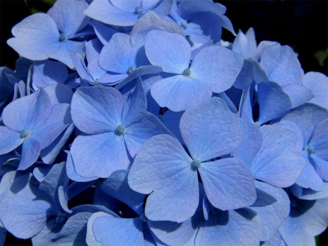 Hortenzie velkolistá (Hydrangea macrophylla (Thumb.) DC.)