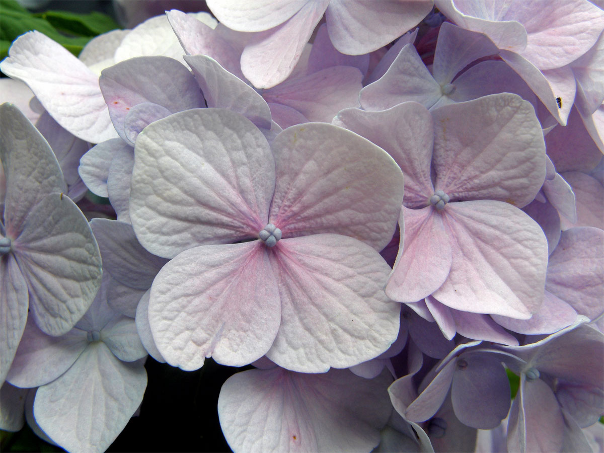 Hortenzie velkolistá (Hydrangea macrophylla (Thumb.) DC.)