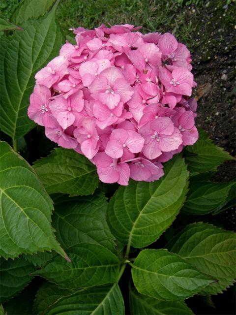 Hortenzie velkolistá (Hydrangea macrophylla (Thumb.) DC.)