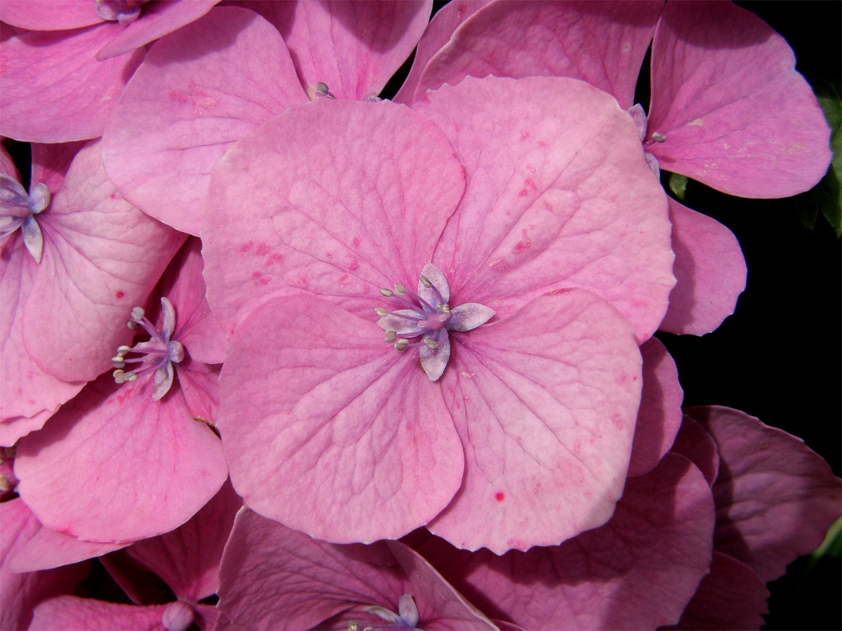 Hortenzie velkolistá (Hydrangea macrophylla (Thumb.) DC.)