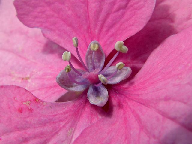 Hortenzie velkolistá (Hydrangea macrophylla (Thumb.) DC.)