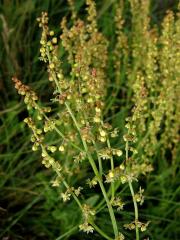 Šťovík menší (Rumex acetosella L.)