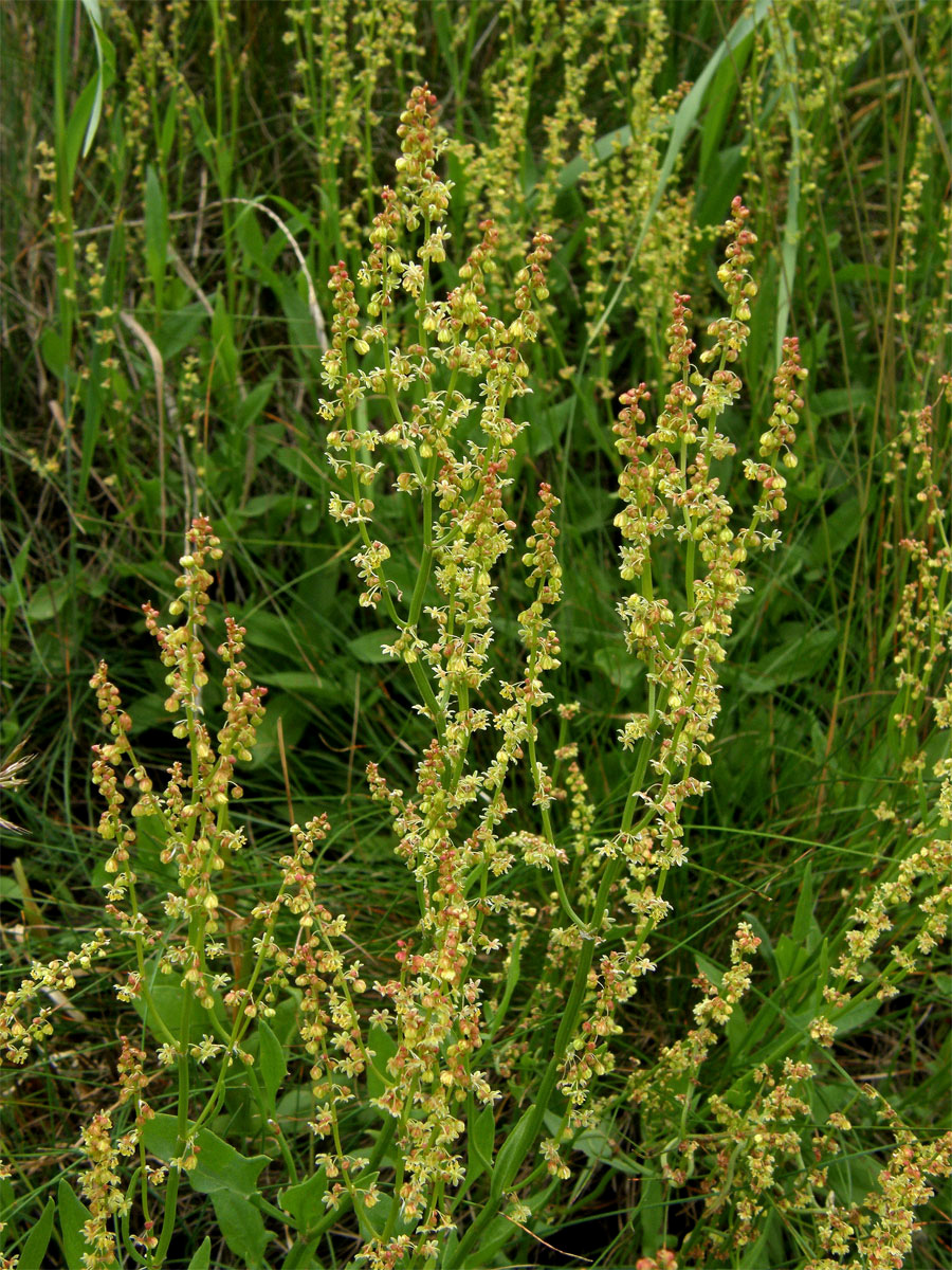 Šťovík menší (Rumex acetosella L.)