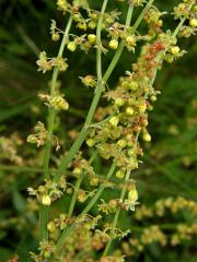 Šťovík menší (Rumex acetosella L.)