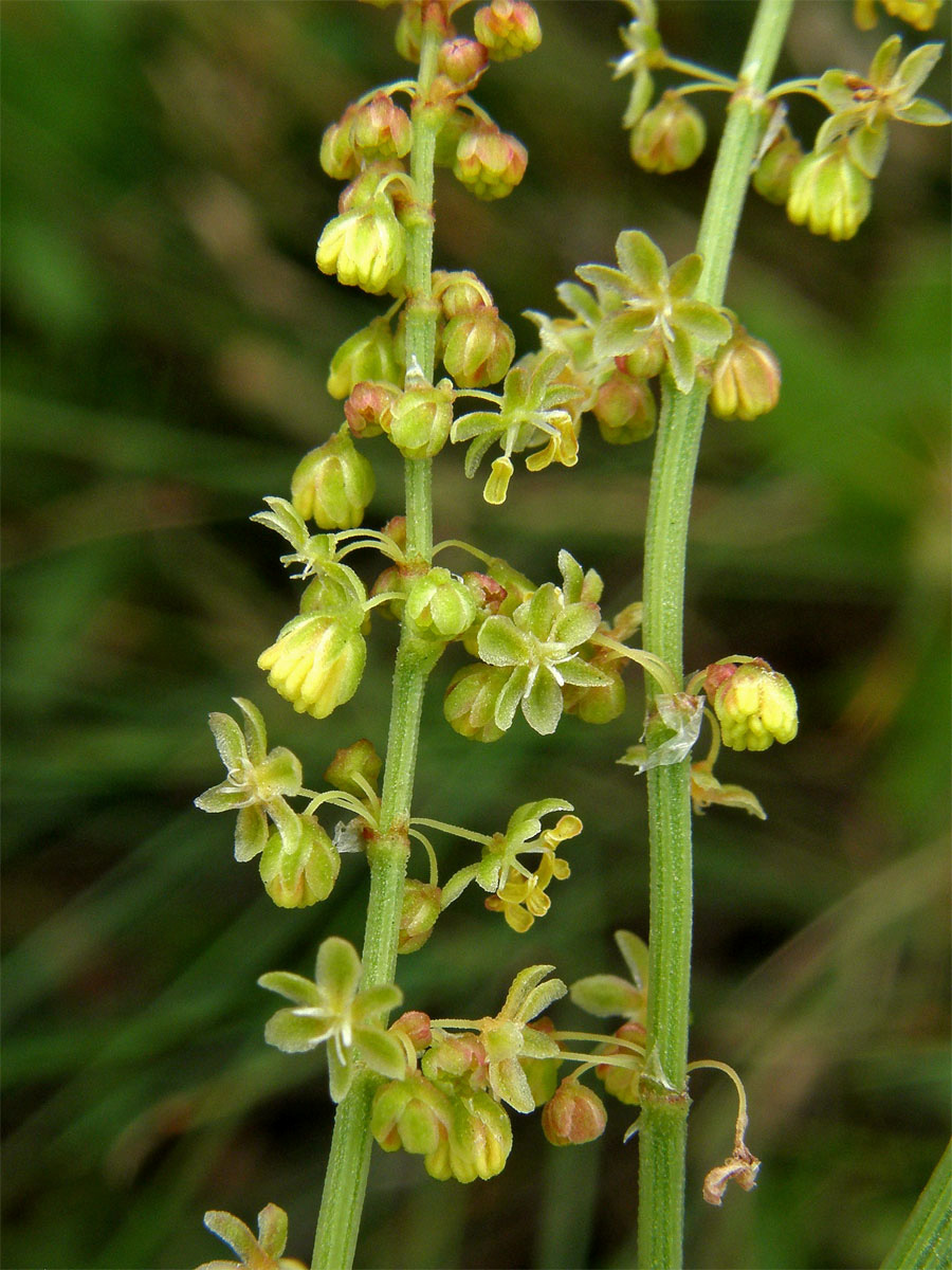 Šťovík menší (Rumex acetosella L.)