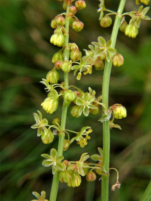 Šťovík menší (Rumex acetosella L.)