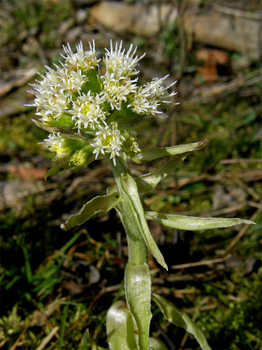 Devětsil bílý (Petasites albus (L.) Gaertn.)