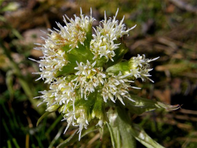 Devětsil bílý (Petasites albus (L.) Gaertn.)