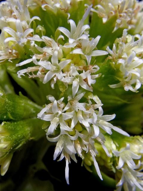 Devětsil bílý (Petasites albus (L.) Gaertn.)