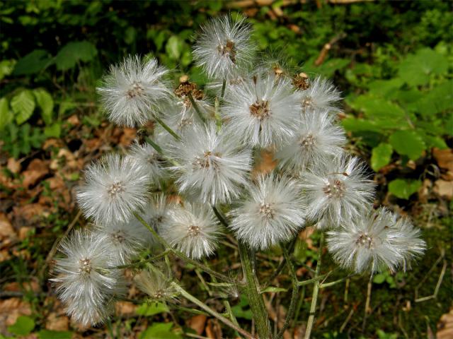 Devětsil bílý (Petasites albus (L.) Gaertn.)