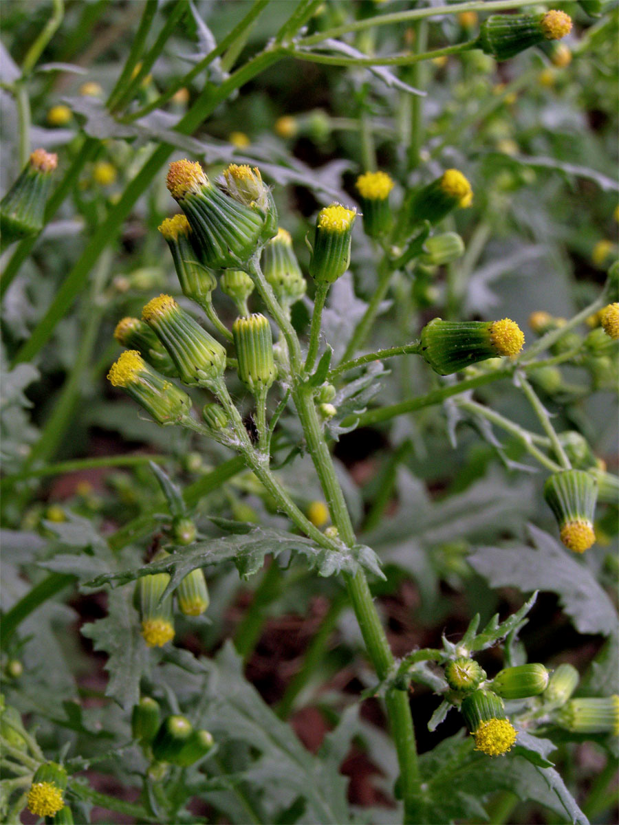 Starček obecný (Senecio vulgaris L.)