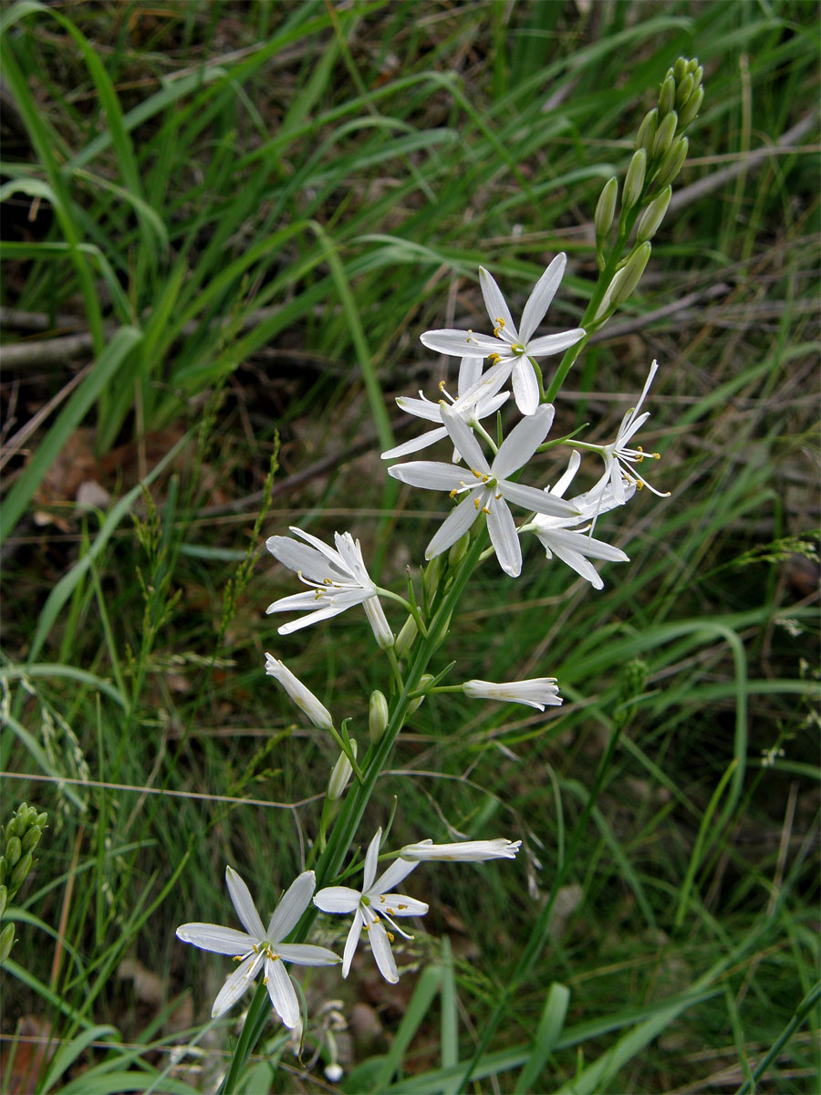 Bělozářka liliová (Anthericum liliago L.)