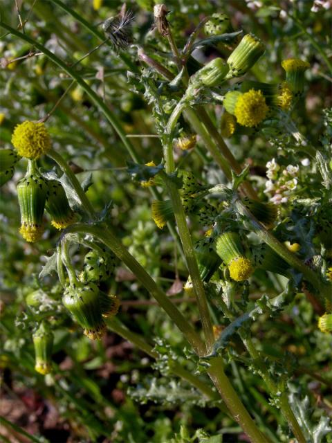 Starček obecný (Senecio vulgaris L.)