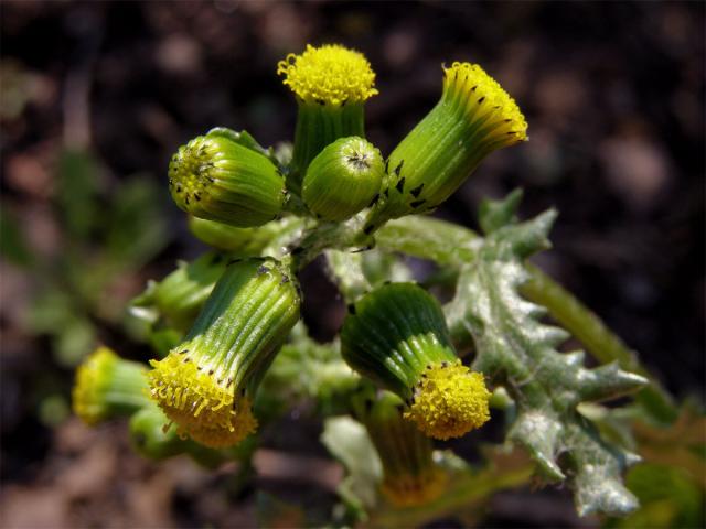 Starček obecný (Senecio vulgaris L.)