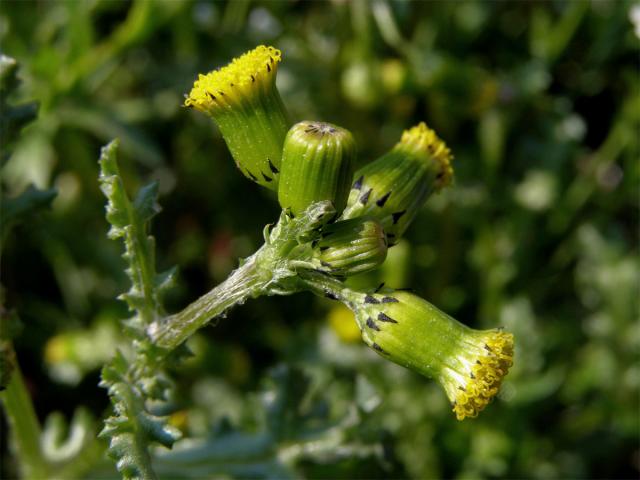 Starček obecný (Senecio vulgaris L.)