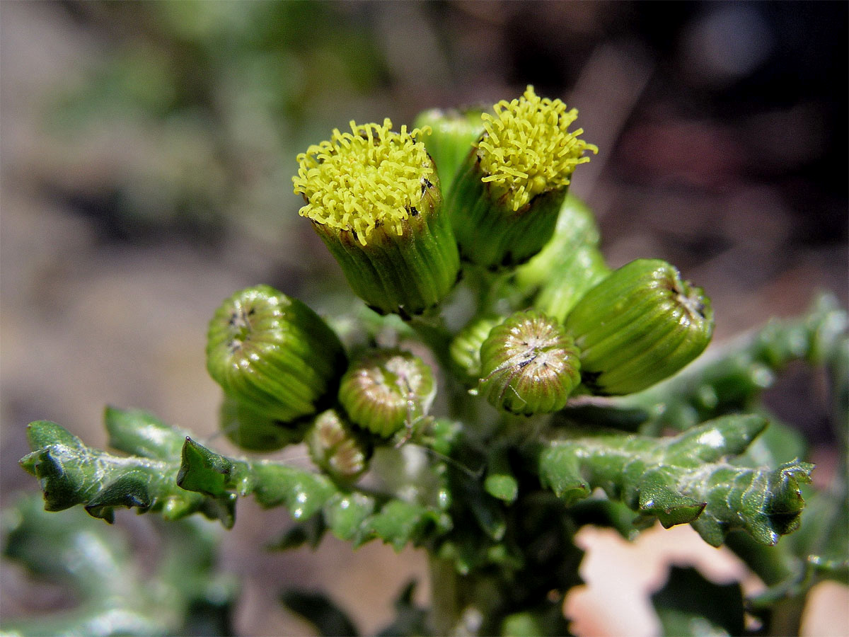 Starček obecný (Senecio vulgaris L.)