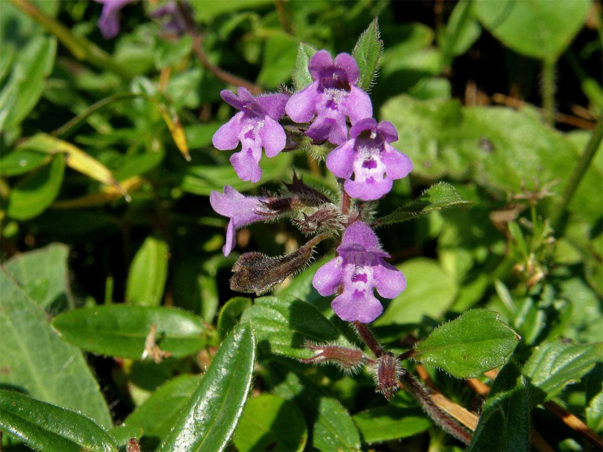 Pamětník alpínský (Acinos alpinus (L.) Moench)