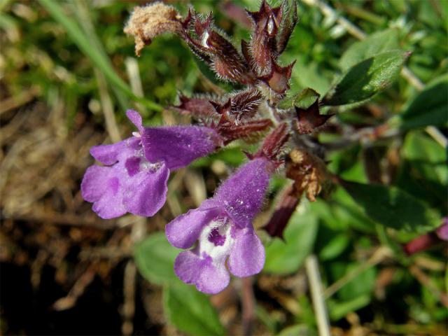 Pamětník alpínský (Acinos alpinus (L.) Moench)