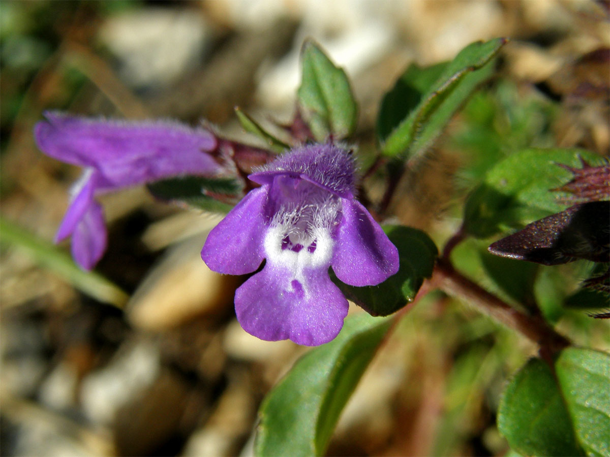 Pamětník alpínský (Acinos alpinus (L.) Moench)