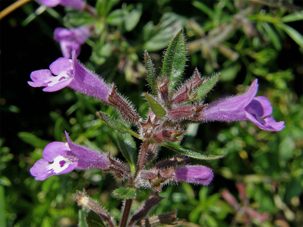 Pamětník alpínský (Acinos alpinus (L.) Moench)