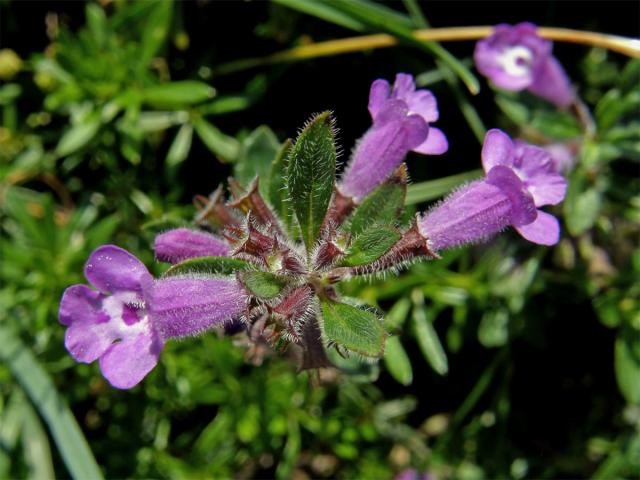 Pamětník alpínský (Acinos alpinus (L.) Moench)