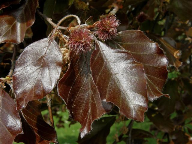 Buk lesní (Fagus sylvatica L.)