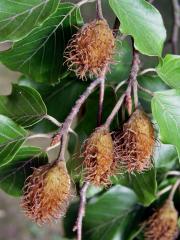 Buk lesní (Fagus sylvatica L.)