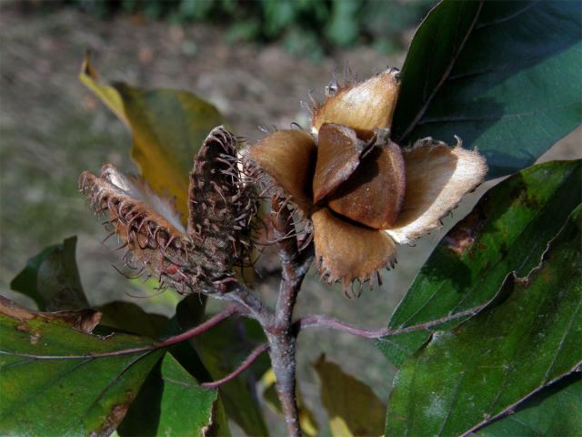 Buk lesní (Fagus sylvatica L.)