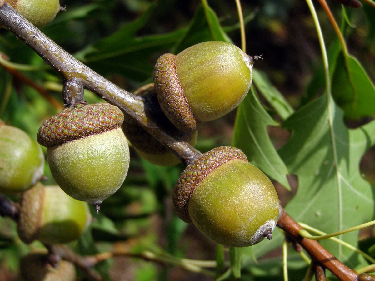 Dub červený (Quercus rubra L.)