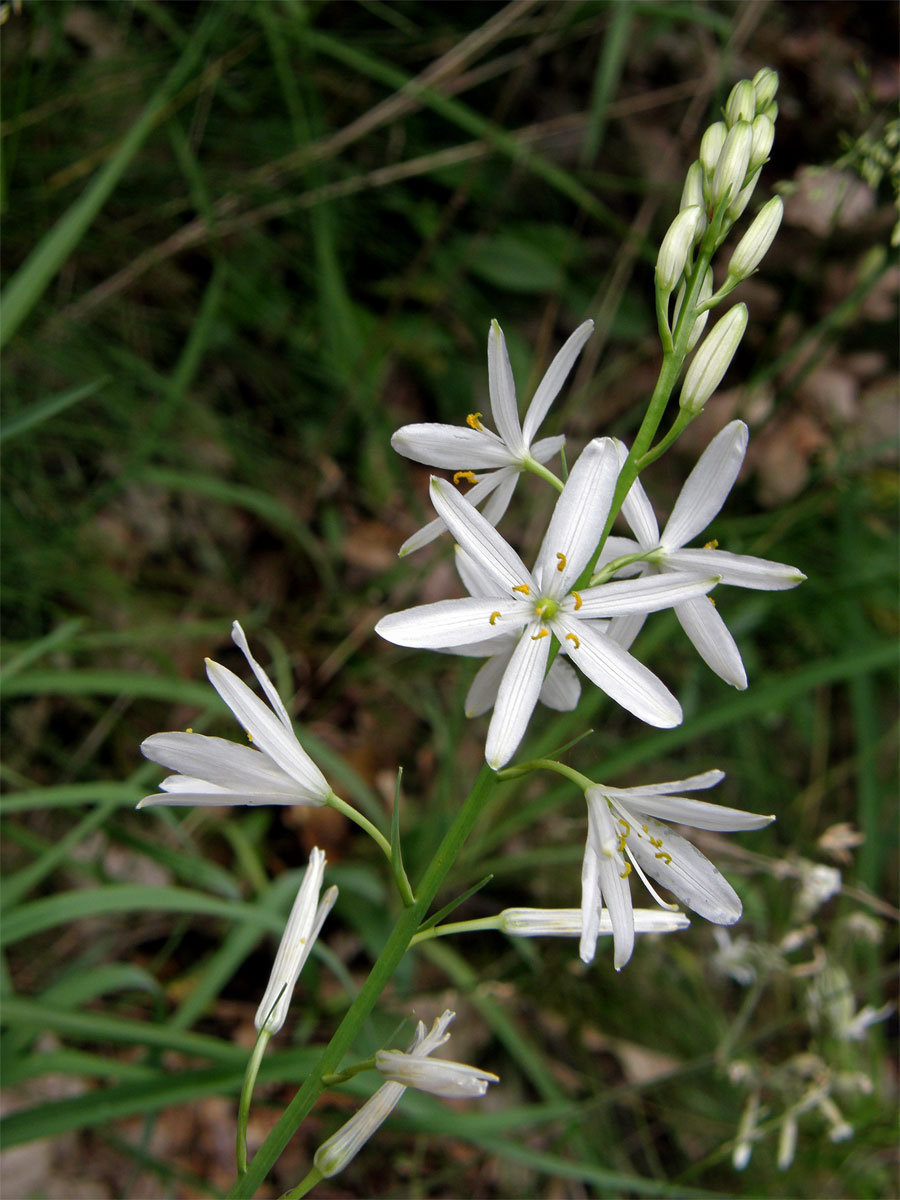 Bělozářka liliová (Anthericum liliago L.)