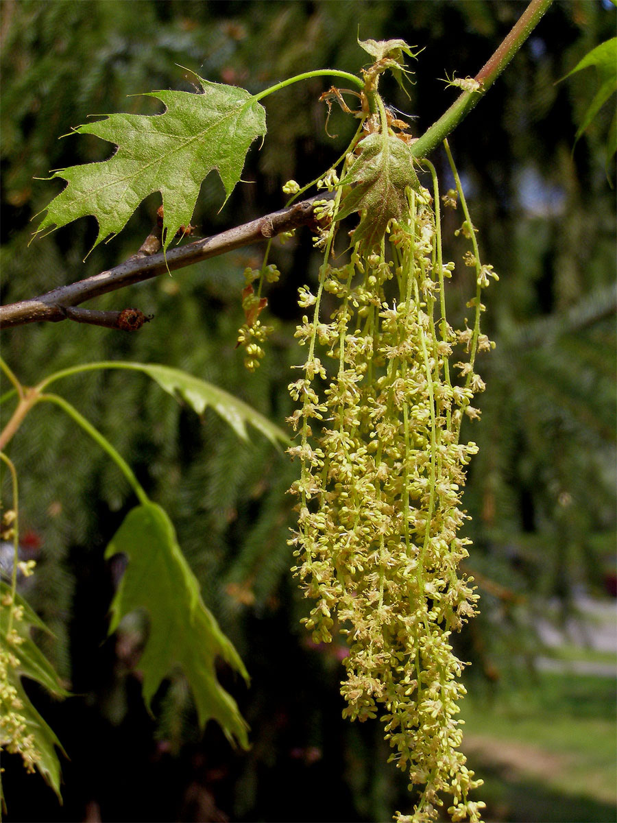 Dub červený (Quercus rubra L.)