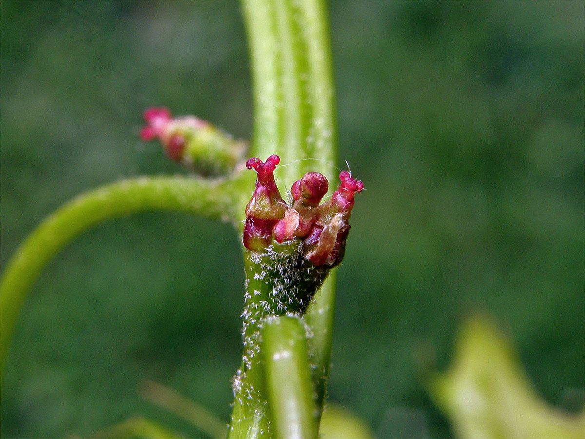 Dub červený (Quercus rubra L.)