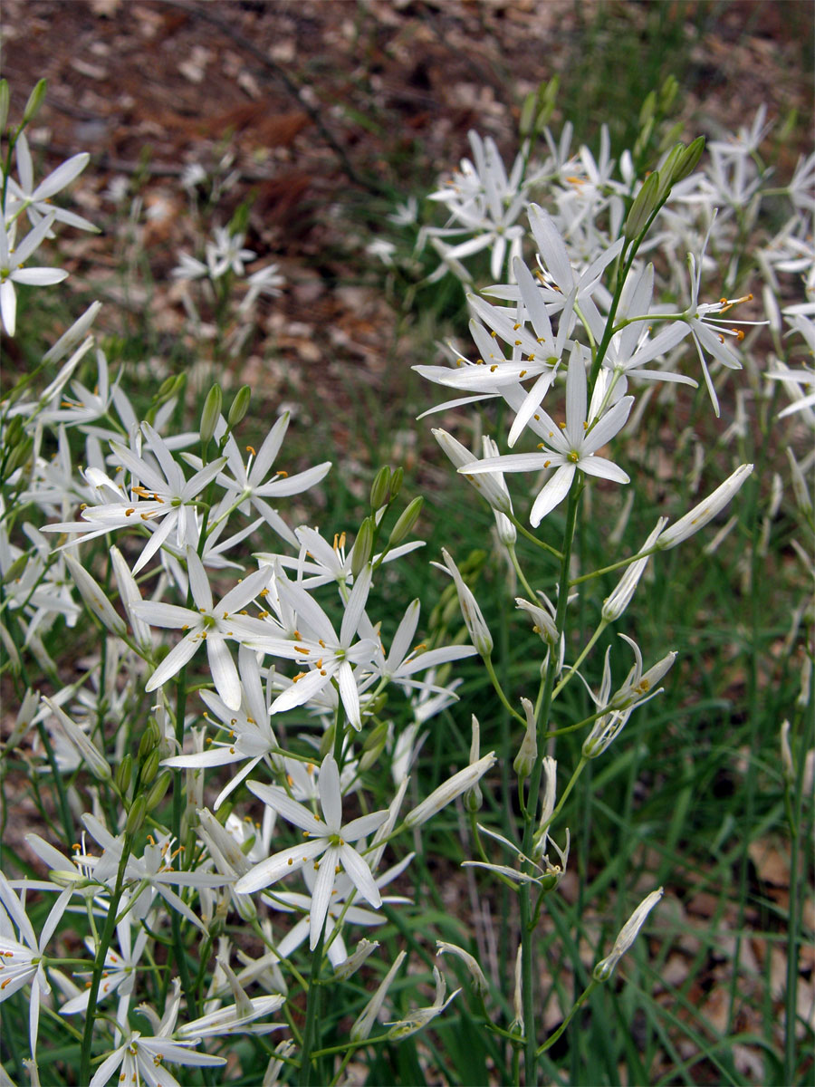 Bělozářka liliová (Anthericum liliago L.)