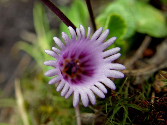 Dřípatka rakouská (Soldanella austriaca Vierh.)