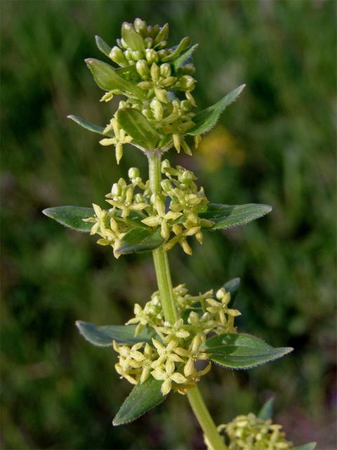 Svízelka lysá - Svízel jarní (Cruciata glabra (L). Ehrendf.)