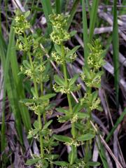 Svízelka lysá - Svízel jarní (Cruciata glabra (L). Ehrendf.)