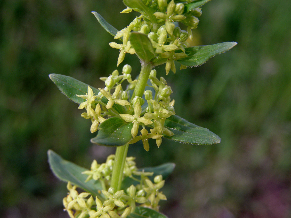 Svízelka lysá - Svízel jarní (Cruciata glabra (L). Ehrendf.)