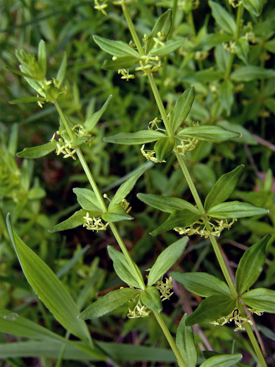 Svízelka lysá - Svízel jarní (Cruciata glabra (L). Ehrendf.)