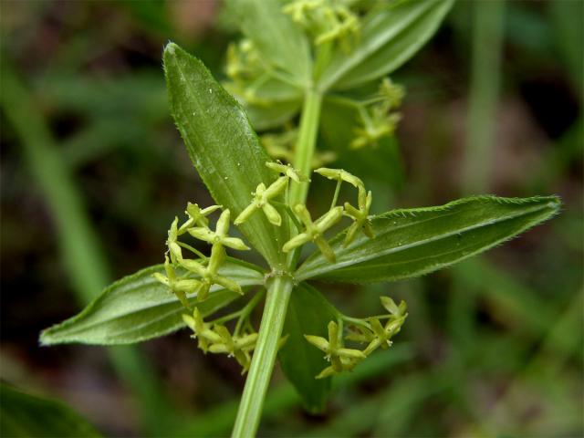 Svízelka lysá - Svízel jarní (Cruciata glabra (L). Ehrendf.)