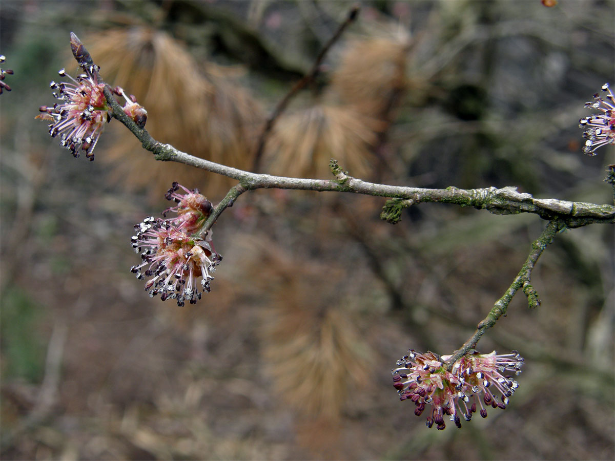 Jilm habrolistý (Ulmus minor Mill.)