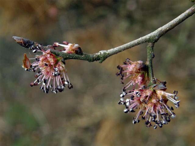 Jilm habrolistý (Ulmus minor Mill.)