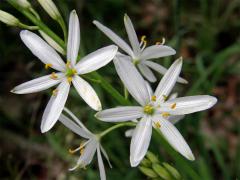 Bělozářka liliová (Anthericum liliago L.)