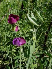 Hrachor vonný (Lathyrus odoratus L.)